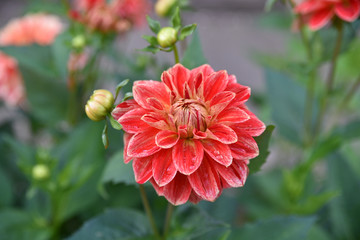 Dahlia rouge en été au jardin