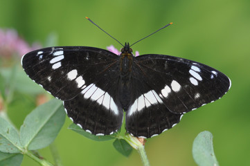 Schmetterling Eisvogel
