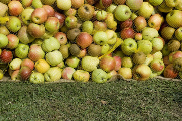 background: yellow plastic retina bags containing local apples, freshly harvested, ready for sale, yellow, red and green gradient, leaning directly on the grass, local mountain market, autumn, italy