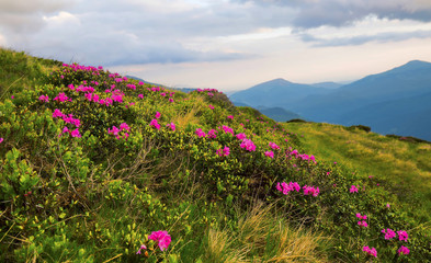 Obraz premium Spring mountain landscape with Rhodendron flowers and grass vegetation, outdoor mountain blossoms in the meadows of a rural landscape