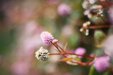 Little pink flowers and bokeh