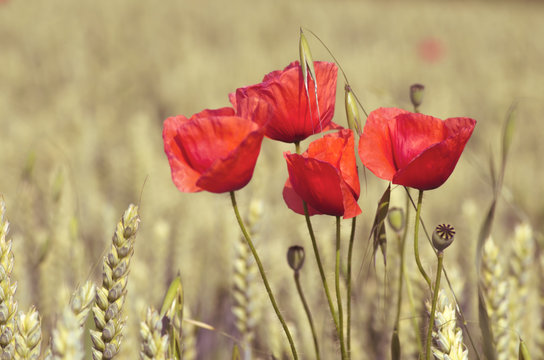 poppies and whea