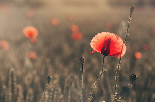 poppies