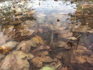 Blätter unter Wasser