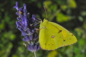 Schmetterling Postillon