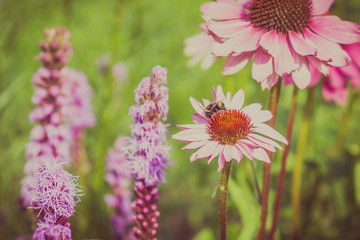 Flowers of echinacea and bumblebees gather nectar