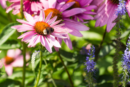 Echinacea flowers and bumble bee collecting honey close-up - macro photo