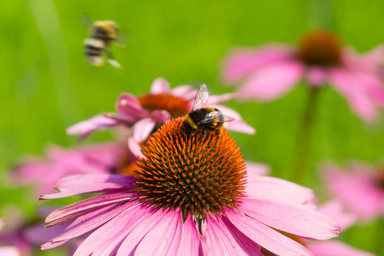 Flowers of echinacea and bumblebees gather nectar