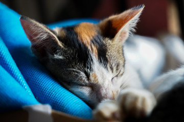 Sleepy Cat