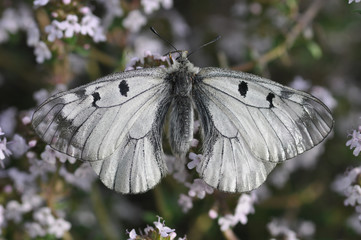 Schmetterling Apollo