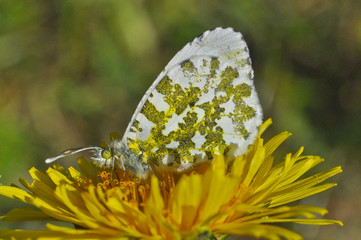 Schmetterling Aurorafalter