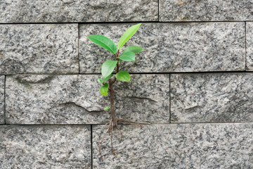 The trees growing survival on the wall, Demonstrate the fight with the obstacle in life.