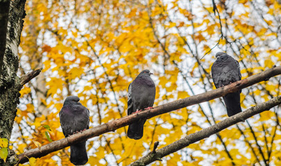 Pigeons are sitting on a tree branch in an autumn park with yellow tree crowns