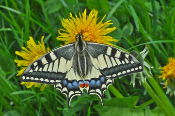 Schmetterling Schwalbenschwanz