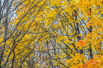 Branches of trees in an autumn park. Seasonal background