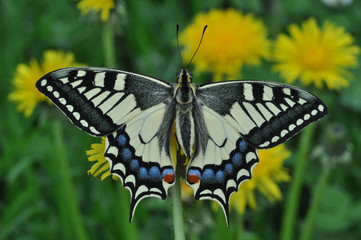 Schmetterling Schwalbenschwanz