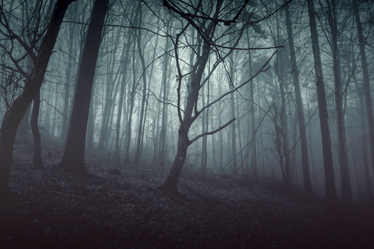 Green mysterious forest in the fog. Dark forest. Trees silhouette