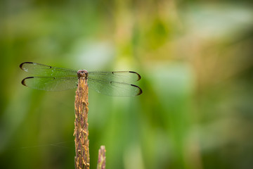 Wild Dragonfly 
