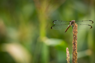 Resting Dragonfly 