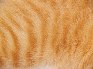 Cat Fur Background - Powered by Adobe