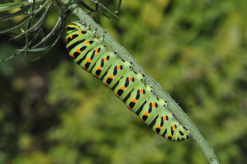 Raupe Schwalbenschwanz