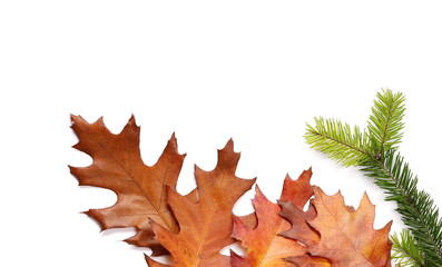 pine branches with acorn leaves isolated on white background, top view