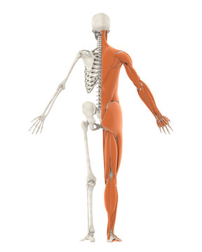 Human Skeleton and Muscle Anatomy Isolated