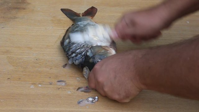 Cleaning fish in unsanitary conditions. Flies and wasps sit on the fish