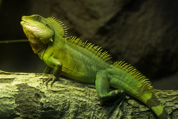 Green iguana