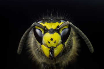 Wasp head macro