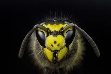 Cercles muraux Photographie macro Wasp head macro