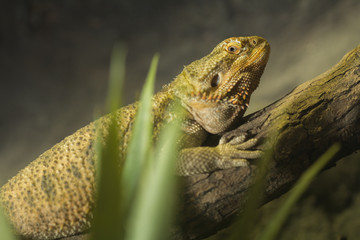 Brown iguana