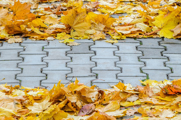 The fallen maple leaves are creatively folded on a concrete pavement. Autumn background with blank space for text centered.