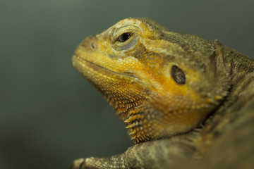 Brown iguana