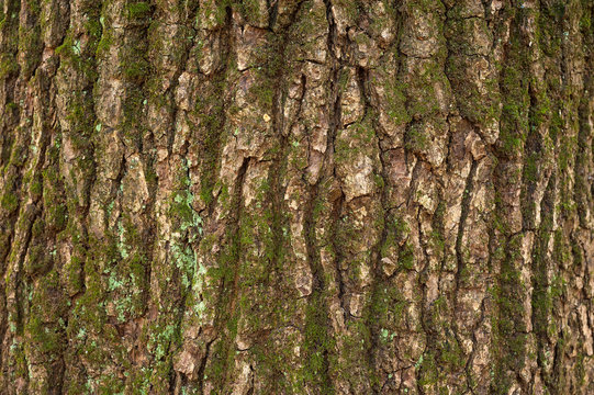 Relief texture of the brown bark of a tree with green moss on it. Horizontal photo of a tree bark texture. Relief creative texture of an old oak bark.