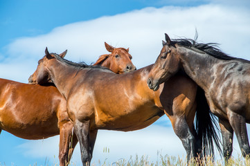 Three horses groom each other on a meadow