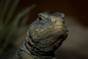 Brown iguana