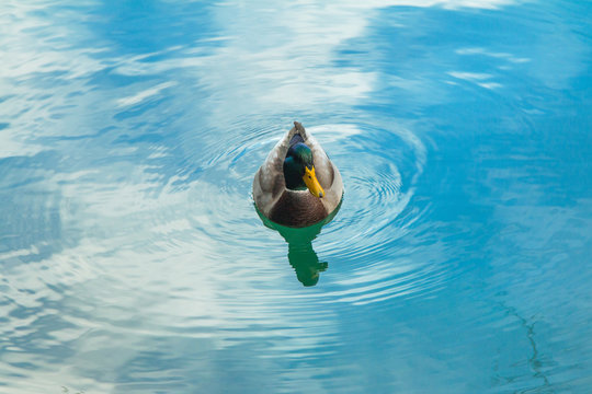 Duck on the surface of water from above, Plitvice national park in Croatia 