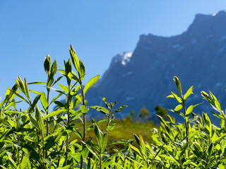 grüner Blick auf das Zugspitzmassiv