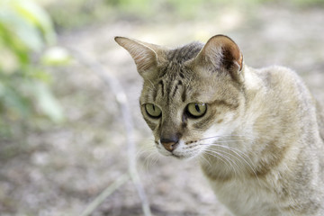 Face of cat in closeup