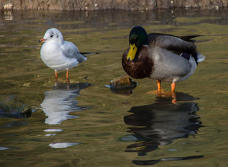 ducks