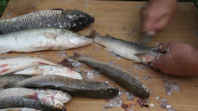 Cleaning fish in unsanitary conditions. Flies and wasps sit on the fish