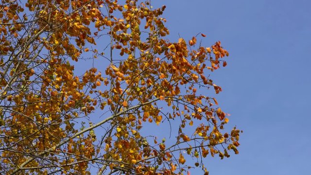 Autumn leaves in the wind - (4K)