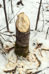 Sticking out of the snow a stump of a young aspen, tumbled by a beaver