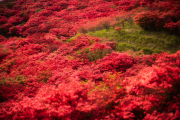 奈良県 葛城山 ツツジ