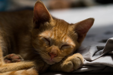 Sleepy Cat