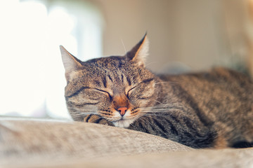 Fototapeta premium Cat relaxing on couch