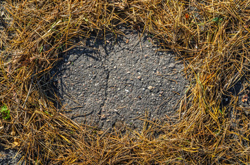 Fallen soft needles on the asphalt view from above. Background with a round place in the center for placing text