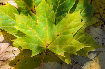 Green maple leaves on forest floor. Background of colorful autumn leaves, top view