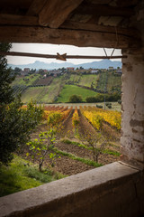 View trow window of grape and olives  field in autumn season